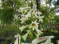 Huge creamy white flowers with brown markings